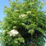 Šermukšnis japoninis (Sorbus commixta) 'Dodong'